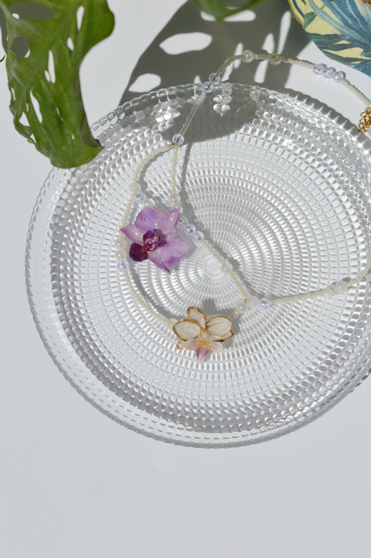 Orquídeas Ballerina