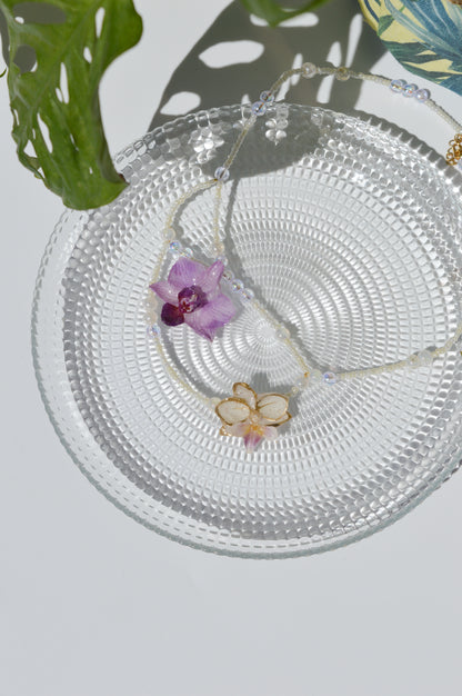 Orquídeas Ballerina
