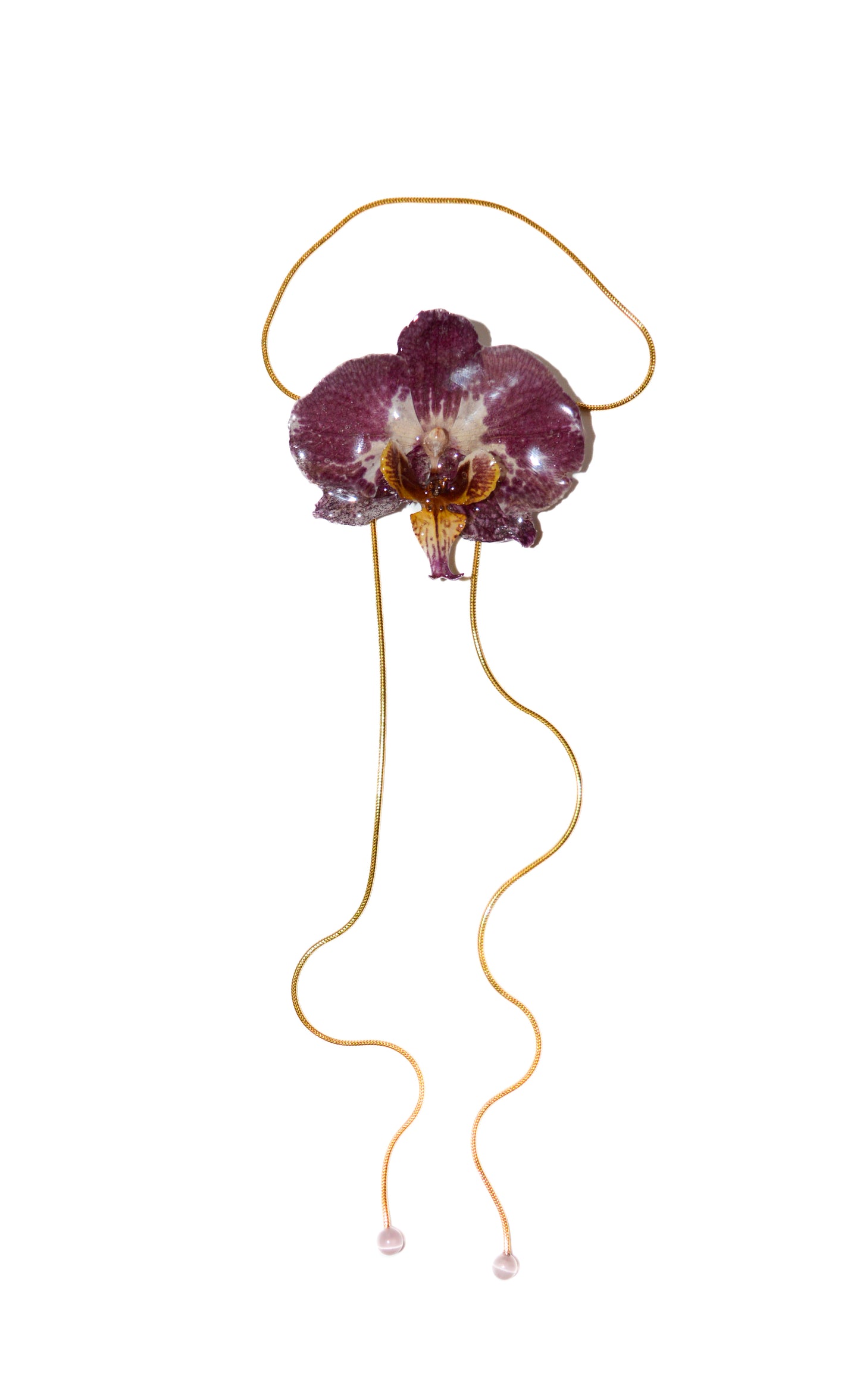 Medusa Frambuesa