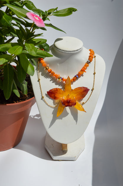 Orquídea Sueño del Fénix