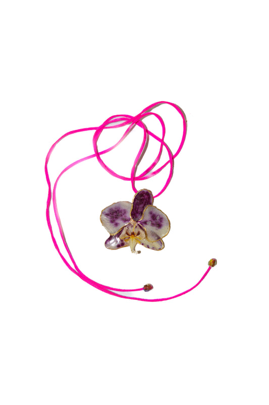 Orquídea Pura Pasión