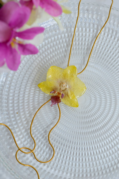 Orquídea Medusa Chispa