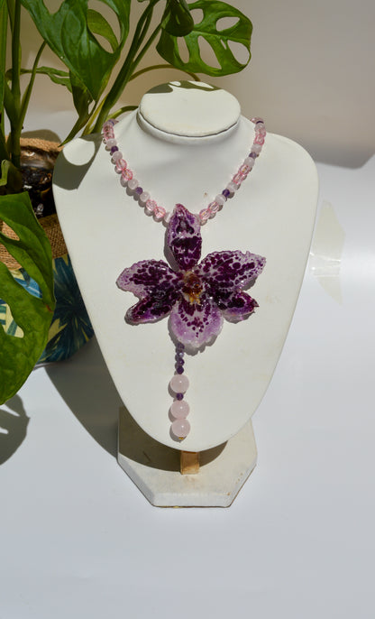 Orquídea Rosé