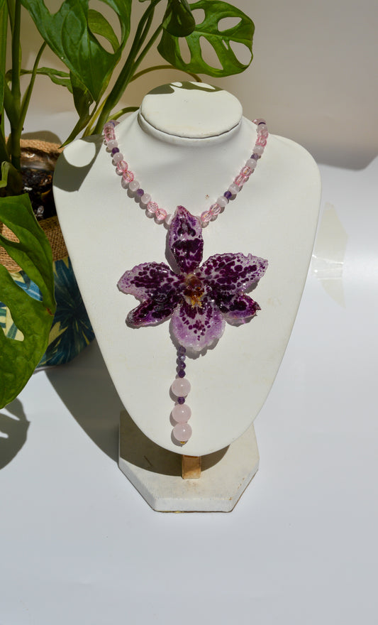 Orquídea Rosé