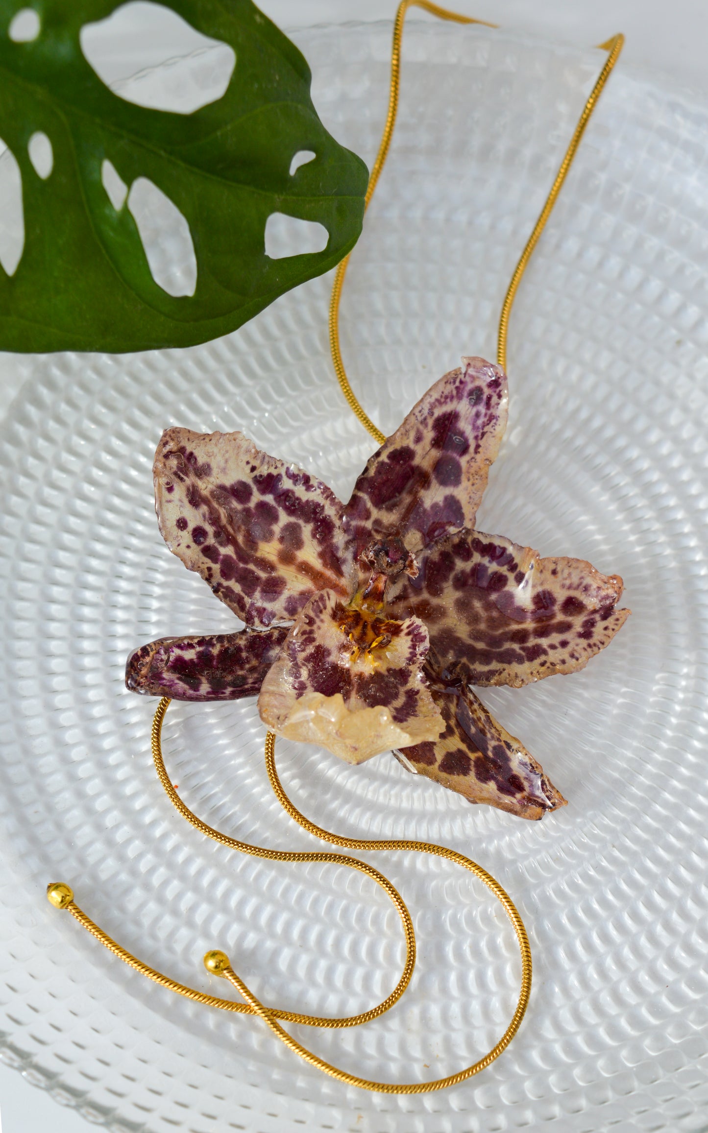 Orquídea Medusa Moteada