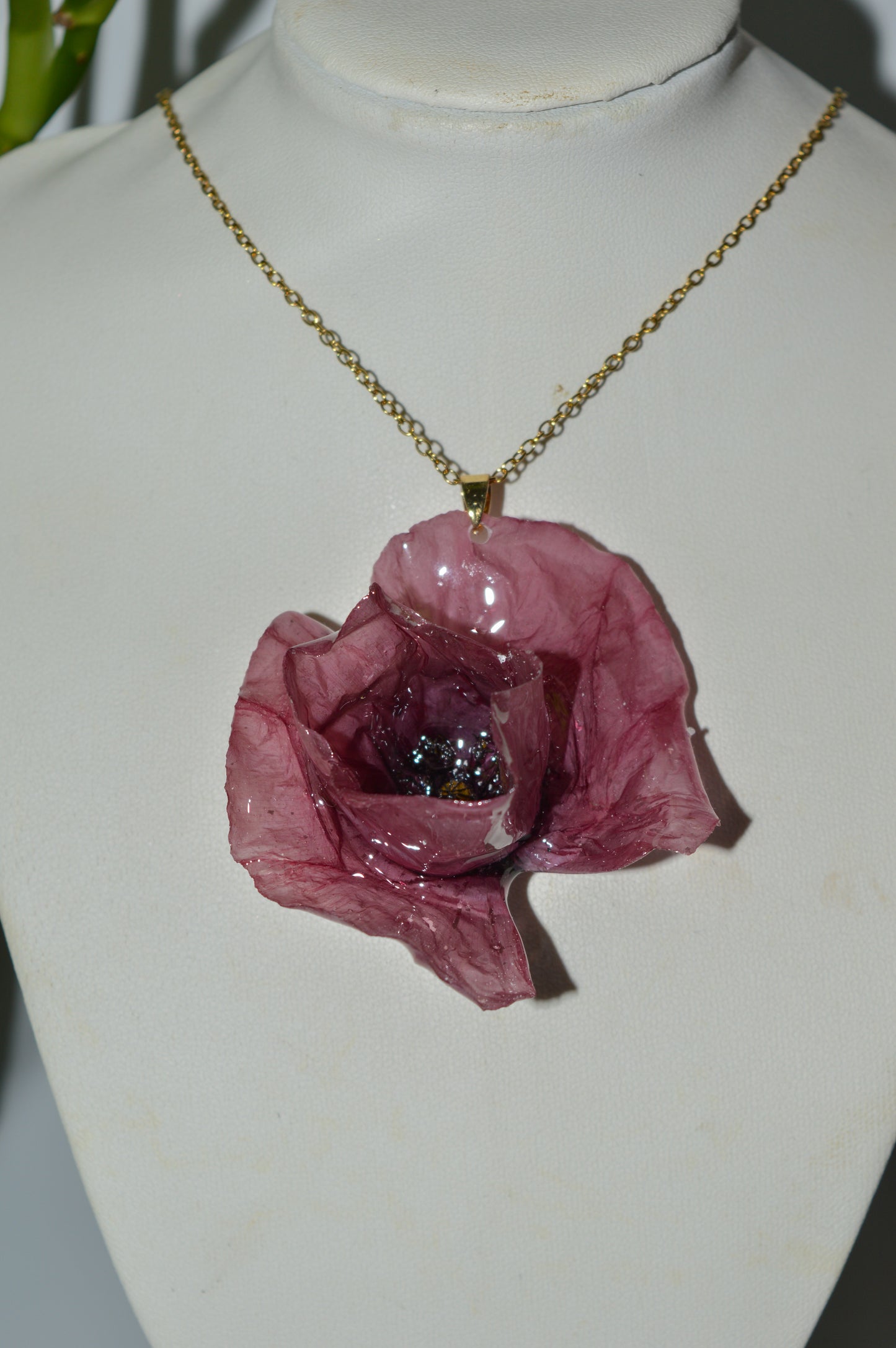 Amapola