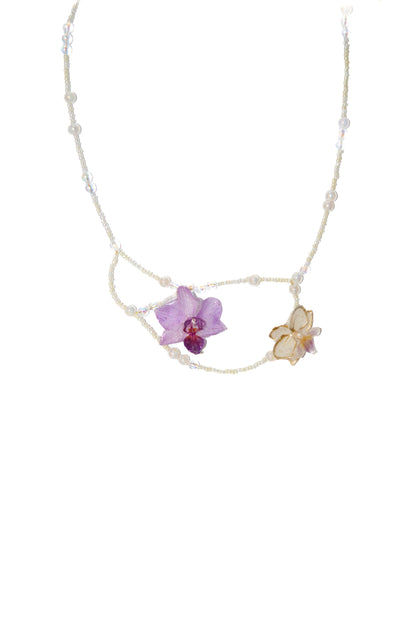Orquídeas Ballerina