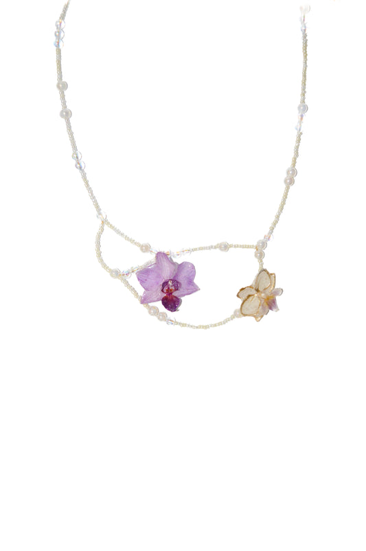 Orquídeas Ballerina