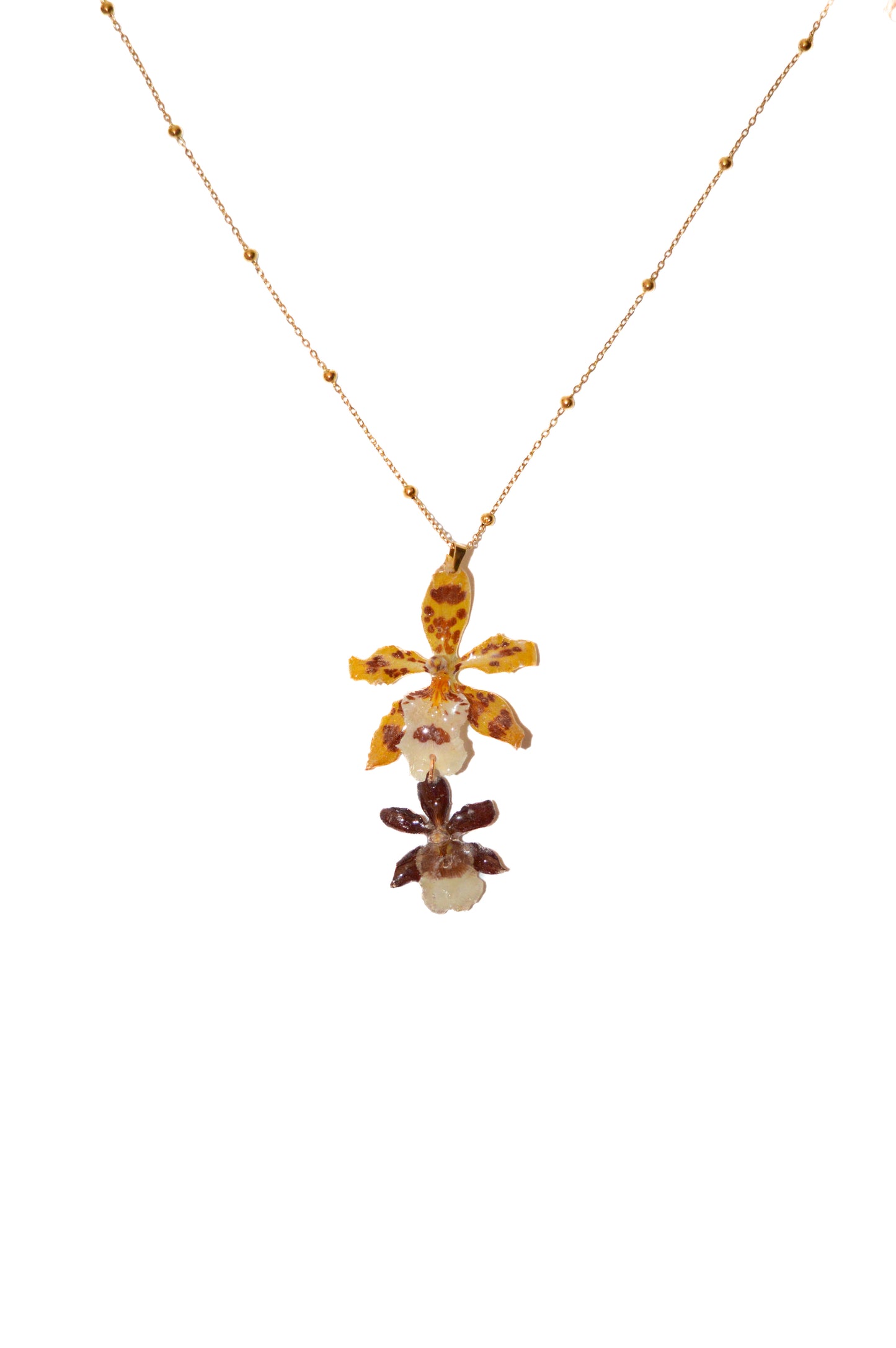Orquídea Tierra y Sol