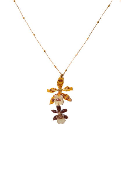 Orquídea Tierra y Sol