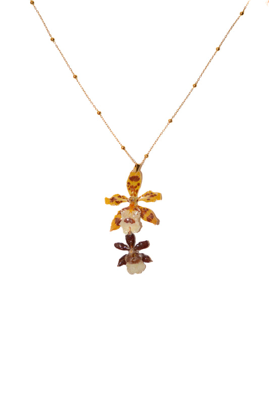 Orquídea Tierra y Sol