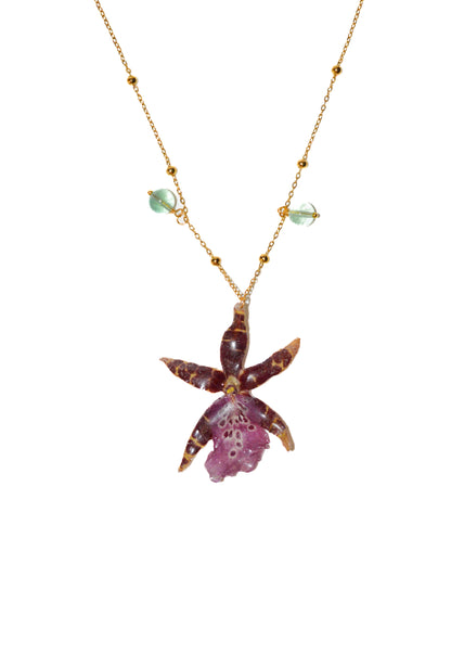 Orquídea Estrella Rosa
