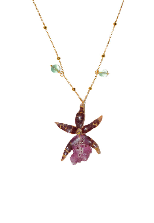 Orquídea Estrella Rosa