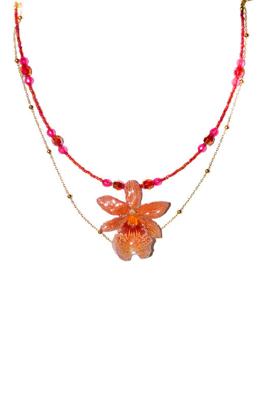 Orquídea Coral Mágico