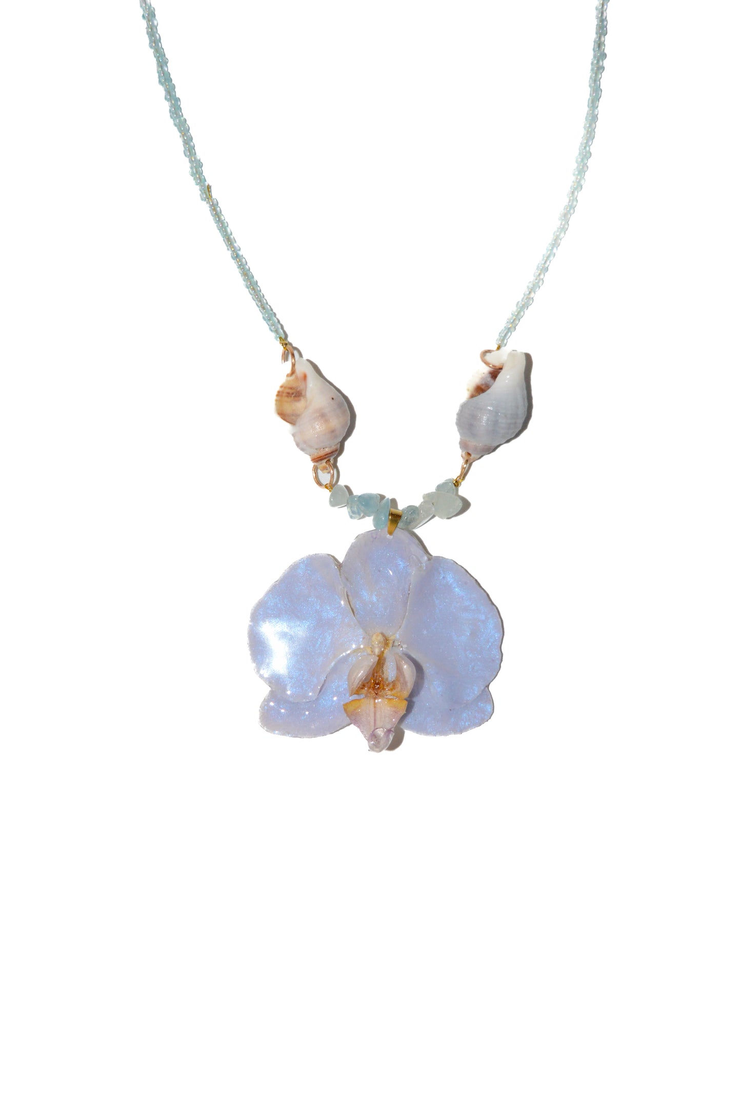 Orquídea Blue Swing