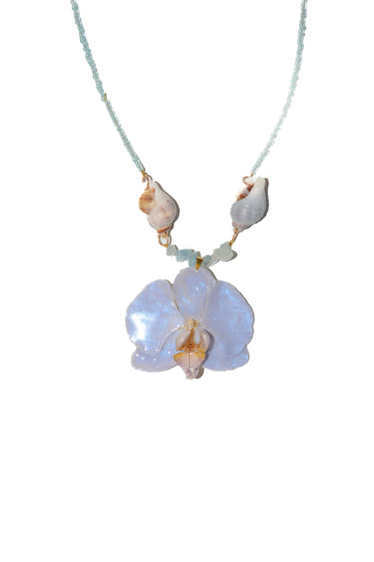 Orquídea Blue Swing