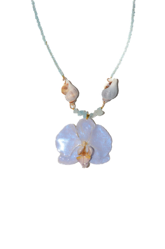 Orquídea Blue Swing