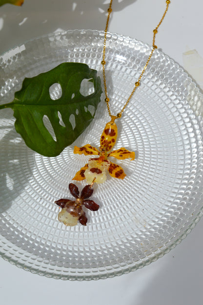 Orquídea Tierra y Sol