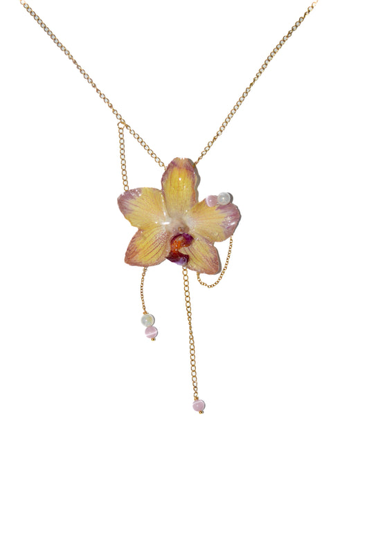 Orquídea Sueño Dulce