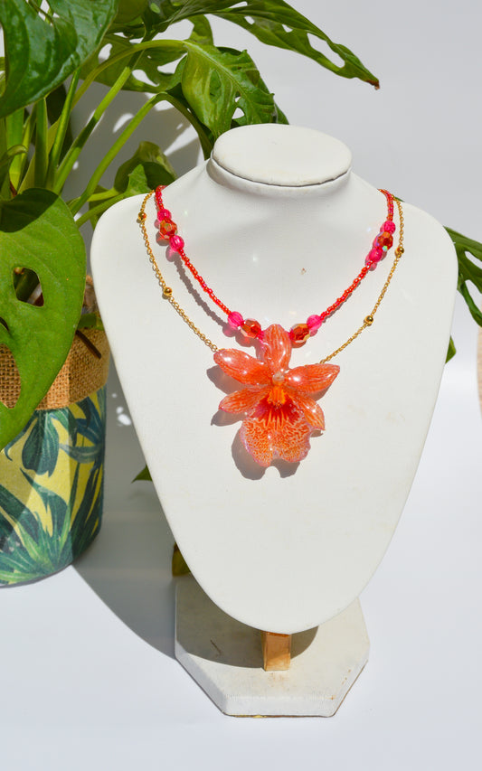 Orquídea Coral Mágico