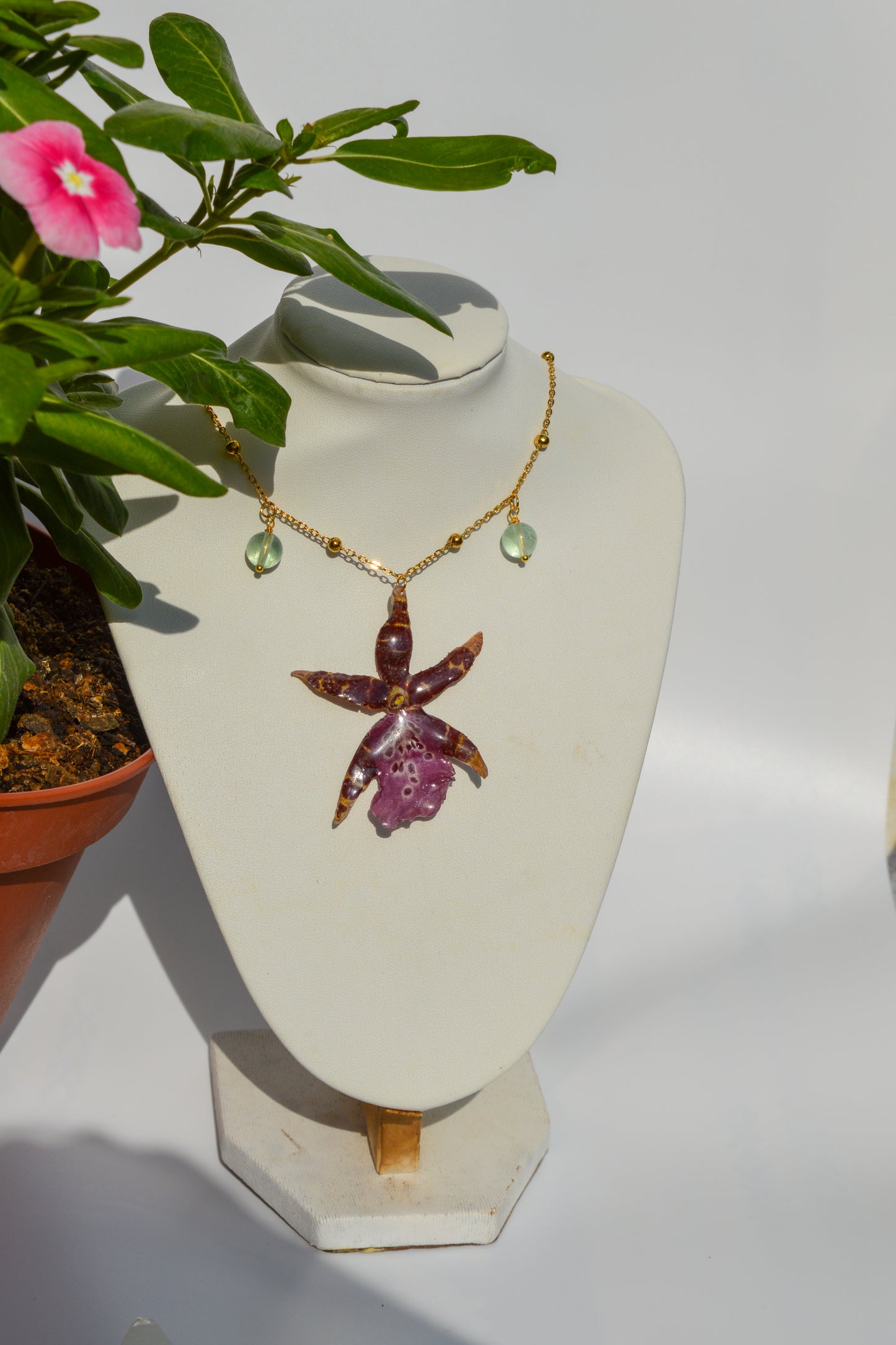 Orquídea Estrella Rosa