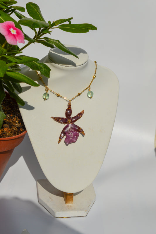 Orquídea Estrella Rosa