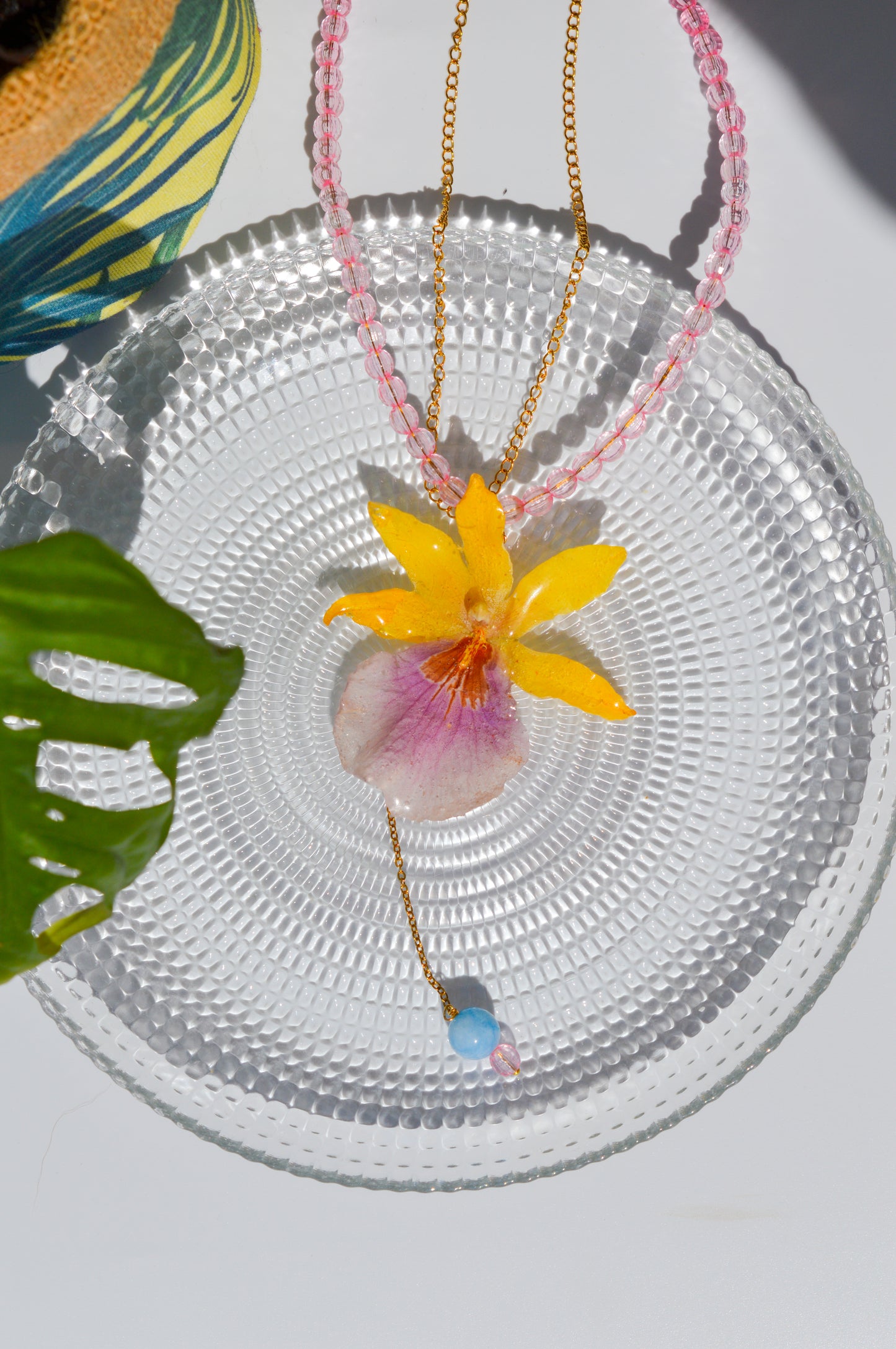 Orquídea Rayo de Sol