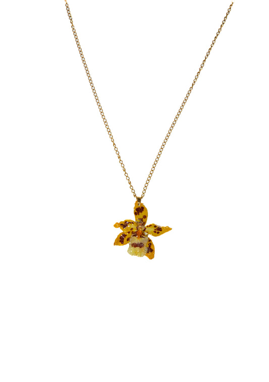 Orquídea Guerrera