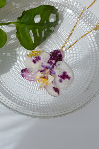 Orquídea Burbujas