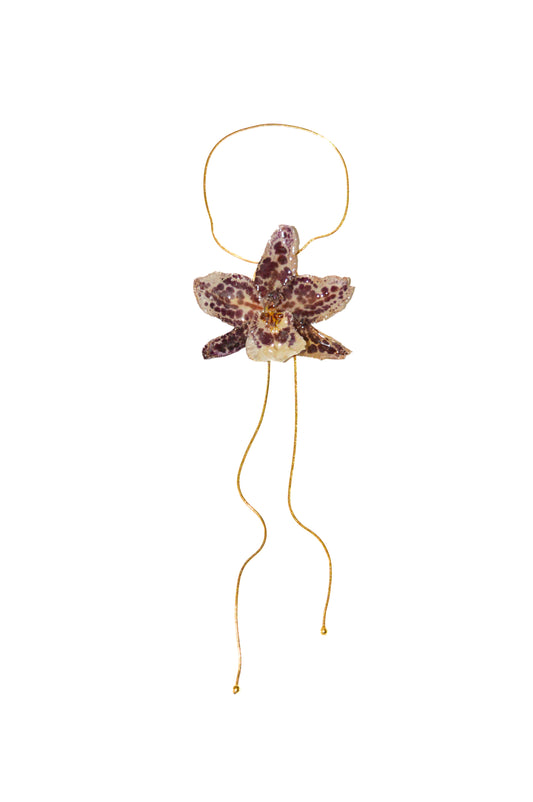 Orquídea Medusa Moteada