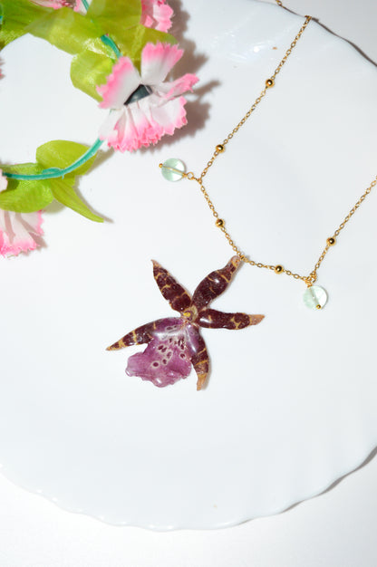 Orquídea Estrella Rosa