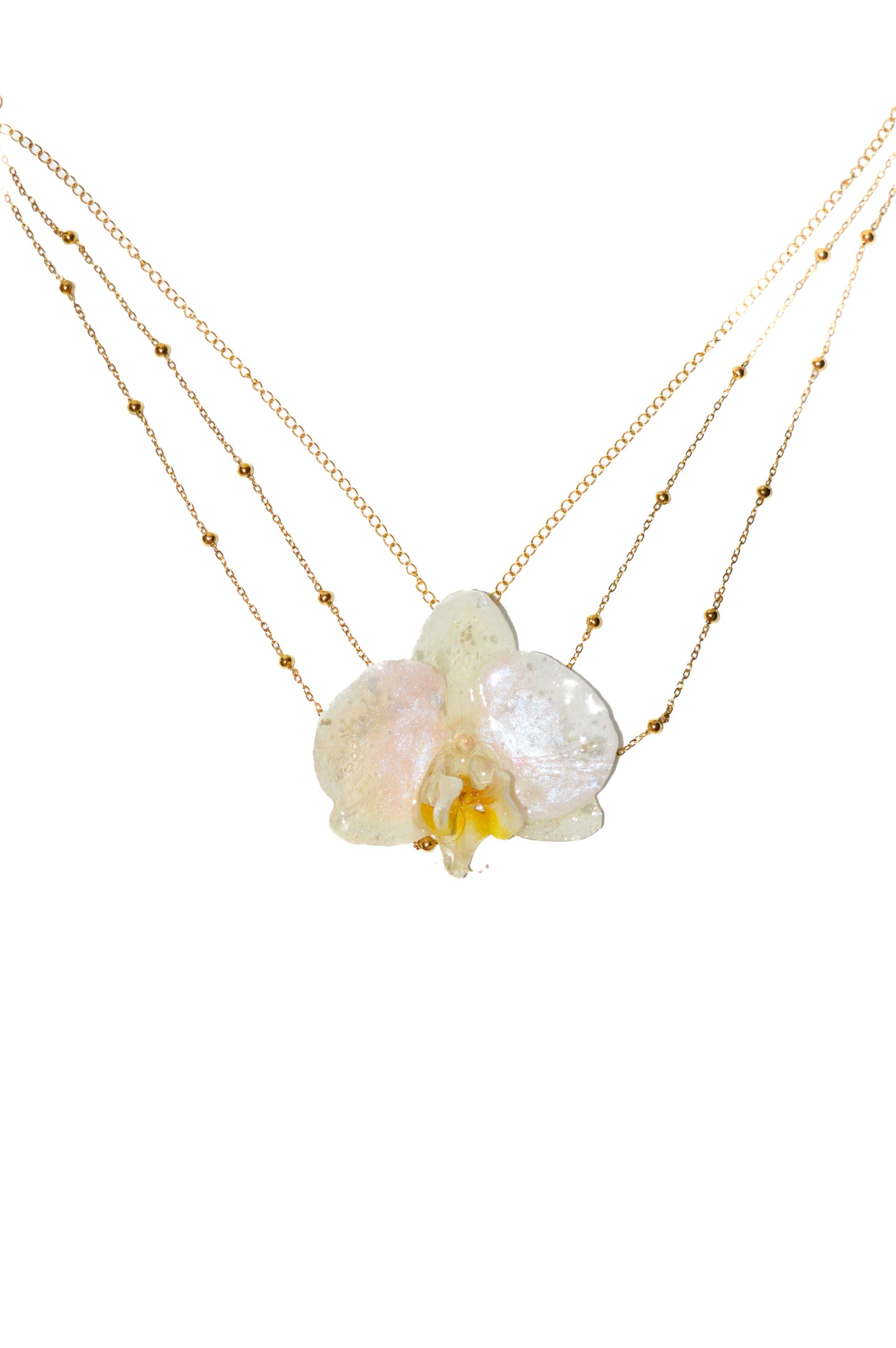 Orquídea Flora Bright