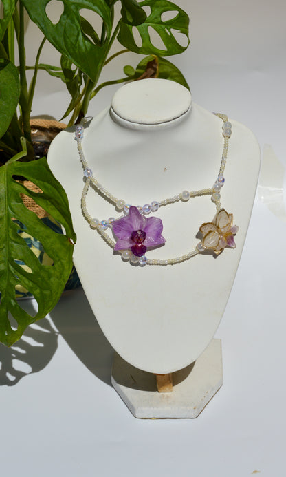 Orquídeas Ballerina