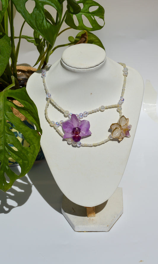 Orquídeas Ballerina
