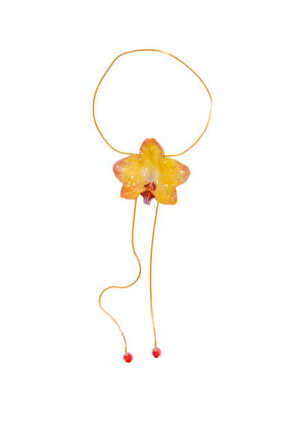Orquídea Medusa Estrellada