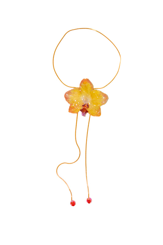 Orquídea Medusa Estrellada