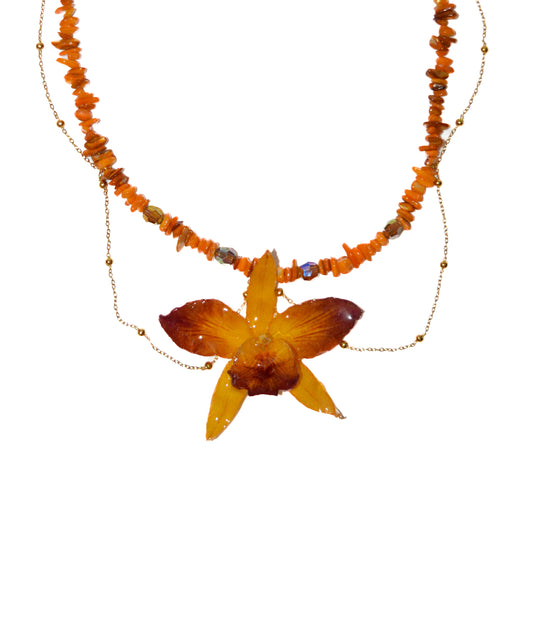 Orquídea Sueño del Fénix